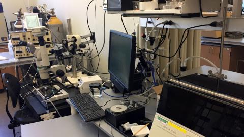 Developmental Physiology Lab